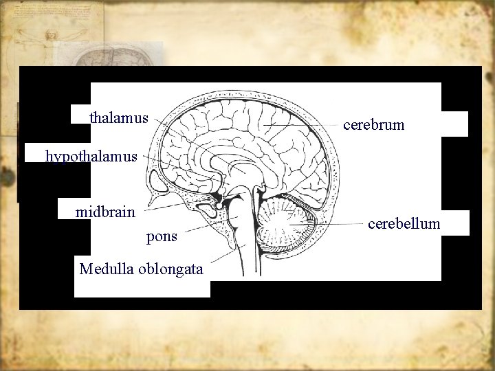 thalamus cerebrum hypothalamus midbrain pons Medulla oblongata cerebellum 