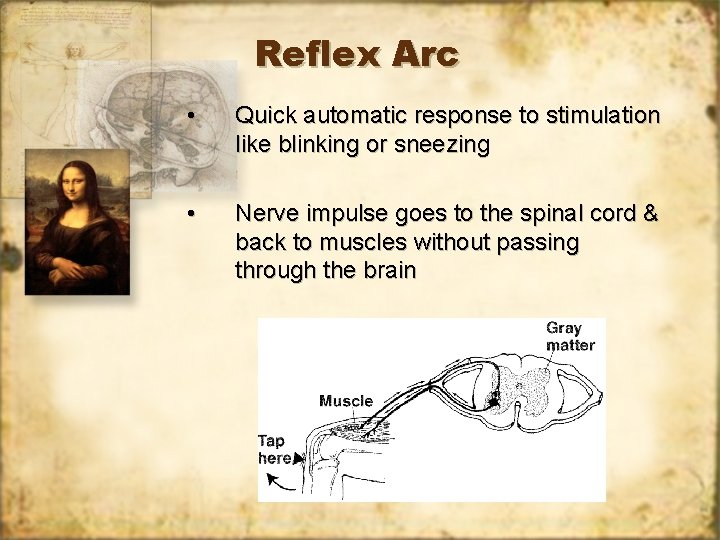 Reflex Arc • Quick automatic response to stimulation like blinking or sneezing • Nerve