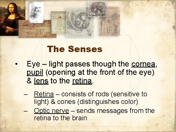 The Senses • Eye – light passes though the cornea, pupil (opening at the