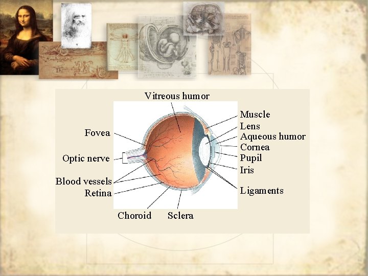 Vitreous humor Muscle Lens Aqueous humor Cornea Pupil Iris Fovea Optic nerve Blood vessels