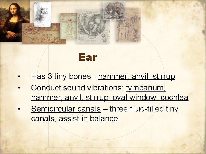 Ear • • • Has 3 tiny bones - hammer, anvil, stirrup Conduct sound