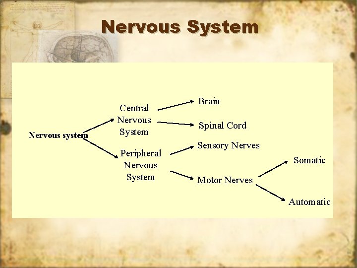 Nervous System Nervous system Central Nervous System Peripheral Nervous System Brain Spinal Cord Sensory