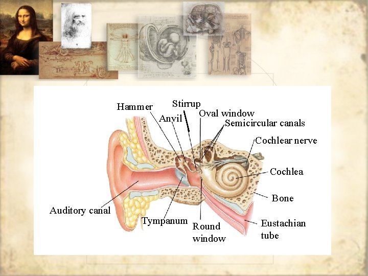 Hammer Stirrup Oval window Anvil Semicircular canals Cochlear nerve Cochlea Bone Auditory canal Tympanum
