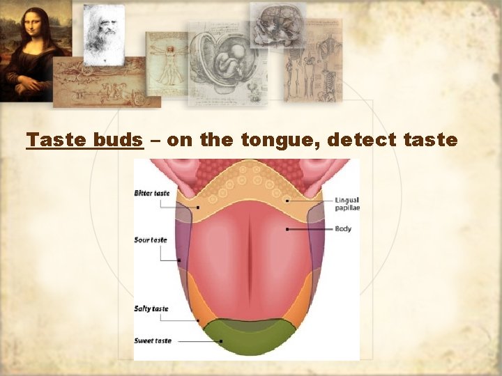 Taste buds – on the tongue, detect taste 