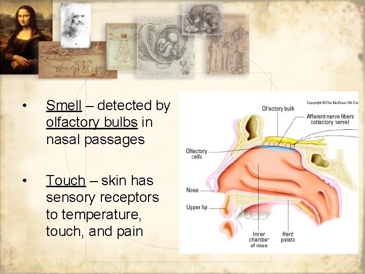  • Smell – detected by olfactory bulbs in nasal passages • Touch –