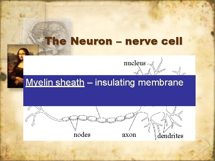 The Neuron – nerve cell nucleus Axon Cell Dendrite Cell Axon Myelin body –