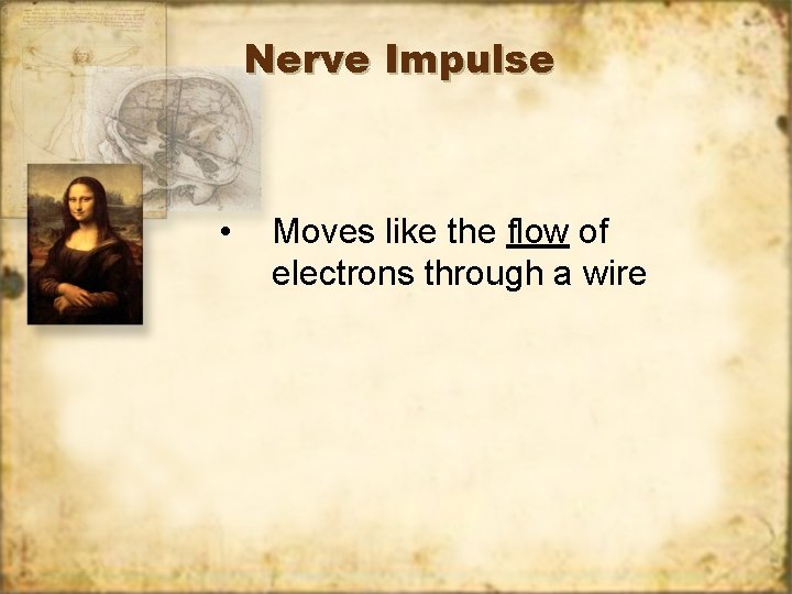 Nerve Impulse • Moves like the flow of electrons through a wire 