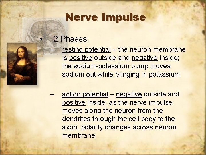 Nerve Impulse • 2 Phases: – resting potential – the neuron membrane is positive