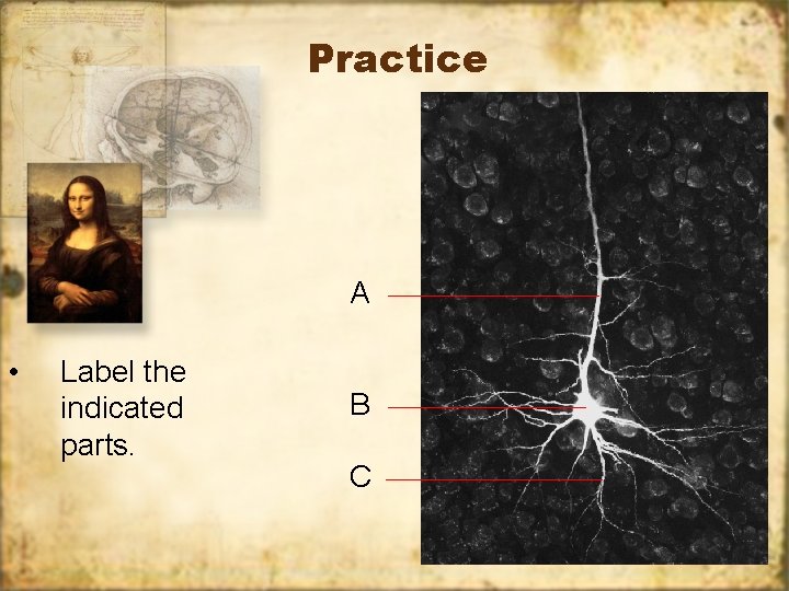 Practice A • Label the indicated parts. B C 