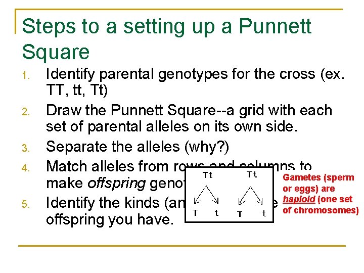 Steps to a setting up a Punnett Square 1. 2. 3. 4. 5. Identify