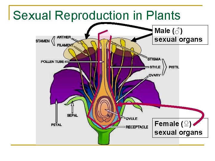 Sexual Reproduction in Plants Male (♂) sexual organs Female (♀) sexual organs 