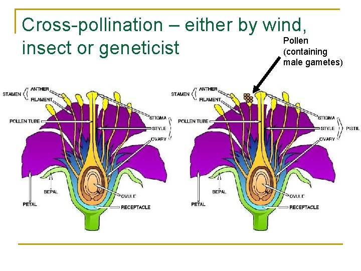Cross-pollination – either by wind, Pollen insect or geneticist (containing male gametes) 