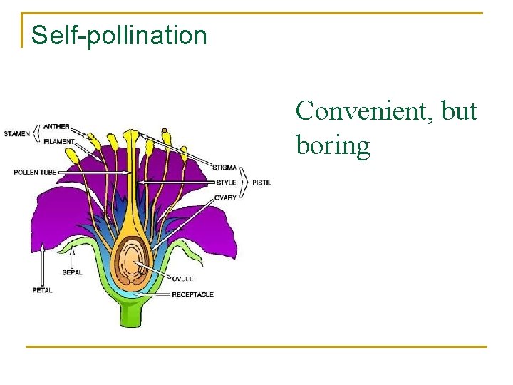 Self-pollination Convenient, but boring 