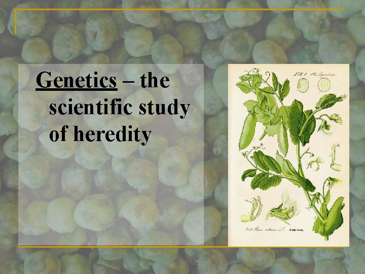 Genetics – the scientific study of heredity 