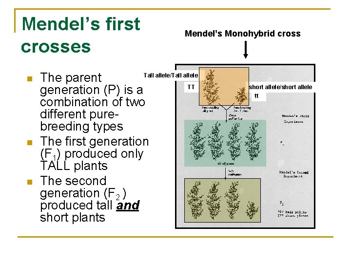 Mendel’s first crosses n n n Mendel’s Monohybrid cross Tall allele/Tall allele The parent