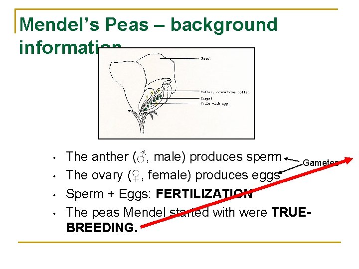 Mendel’s Peas – background information • • The anther (♂, male) produces sperm Gametes