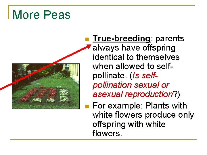 More Peas n n True-breeding: parents always have offspring identical to themselves when allowed
