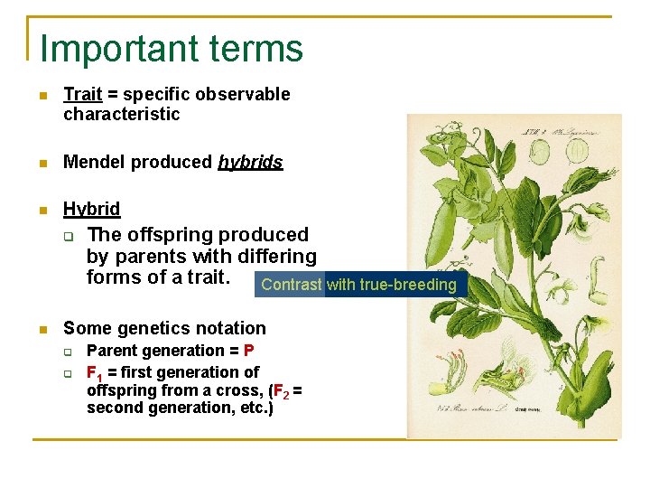Important terms n Trait = specific observable characteristic n Mendel produced hybrids n Hybrid