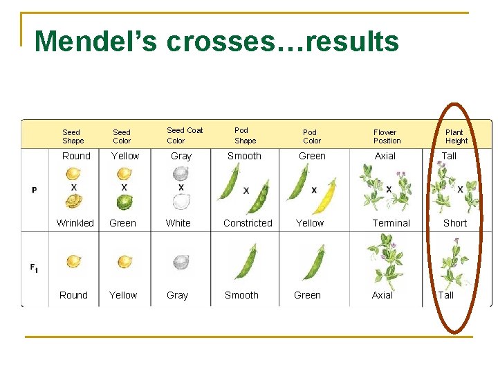 Mendel’s crosses…results Seed Shape Seed Color Round Yellow Seed Coat Color Gray Pod Shape