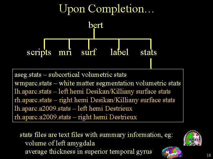 Upon Completion… bert scripts mri surf label stats aseg. stats – subcortical volumetric stats
