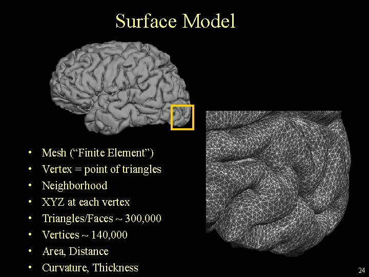Surface Model • • Mesh (“Finite Element”) Vertex = point of triangles Neighborhood XYZ