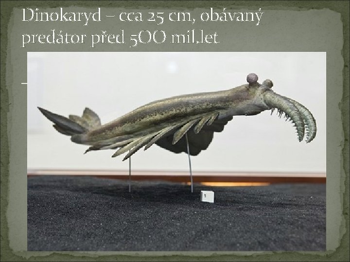 Dinokaryd – cca 25 cm, obávaný predátor před 5 OO mil. let 
