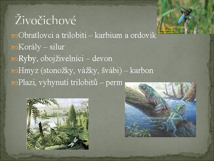 Živočichové Obratlovci a trilobiti – karbium a ordovik Korály – silur Ryby, obojživelníci –