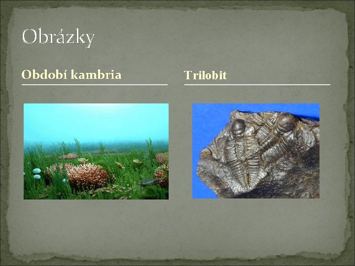 Obrázky Období kambria Trilobit 