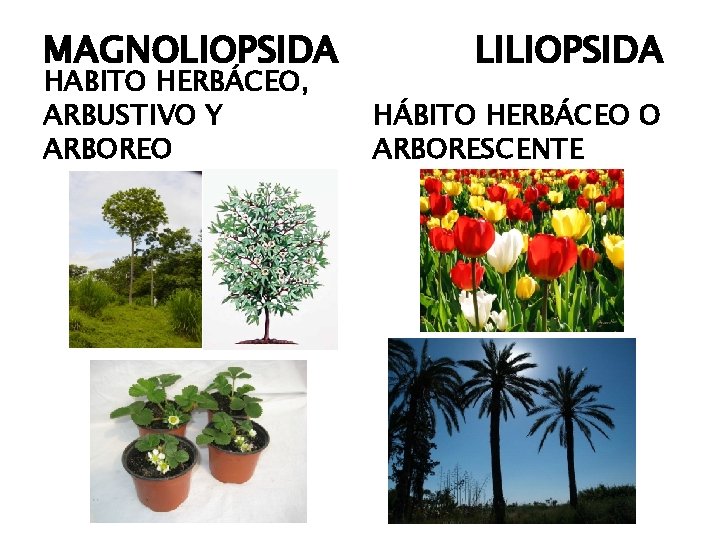 MAGNOLIOPSIDA HABITO HERBÁCEO, ARBUSTIVO Y ARBOREO LILIOPSIDA HÁBITO HERBÁCEO O ARBORESCENTE 