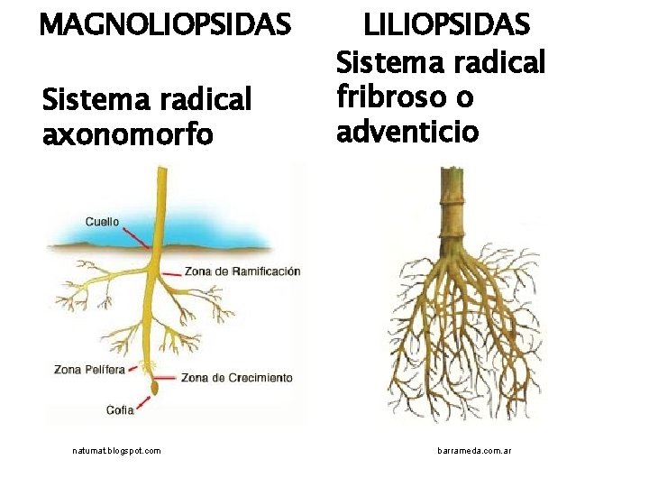 MAGNOLIOPSIDAS Sistema radical axonomorfo natumat. blogspot. com LILIOPSIDAS Sistema radical fribroso o adventicio barrameda.