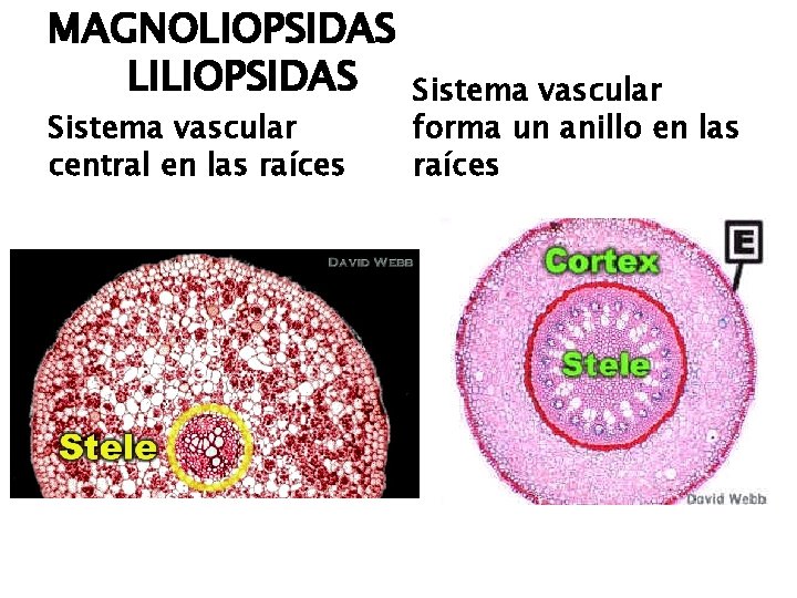 MAGNOLIOPSIDAS LILIOPSIDAS Sistema vascular central en las raíces Sistema vascular forma un anillo en