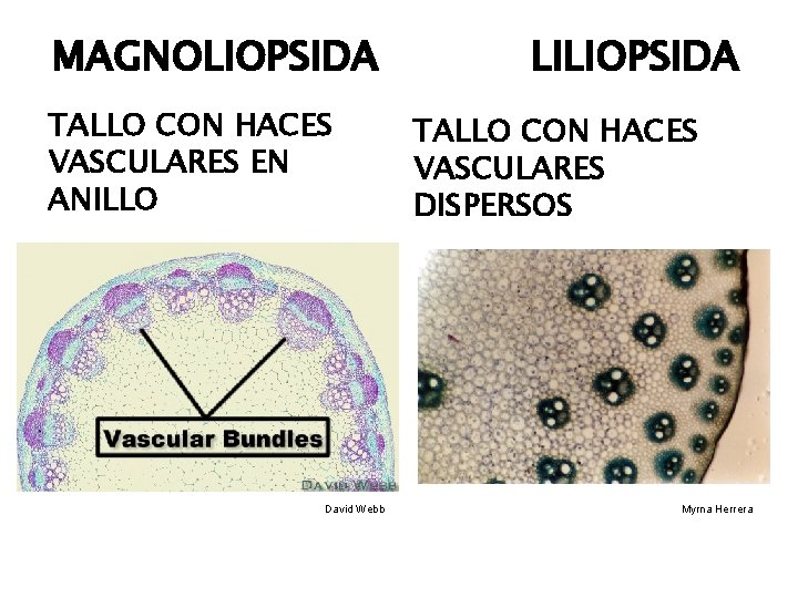 MAGNOLIOPSIDA TALLO CON HACES VASCULARES EN ANILLO David Webb LILIOPSIDA TALLO CON HACES VASCULARES