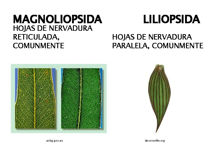 MAGNOLIOPSIDA HOJAS DE NERVADURA RETICULADA, COMUNMENTE anbg. gov. au LILIOPSIDA HOJAS DE NERVADURA PARALELA,