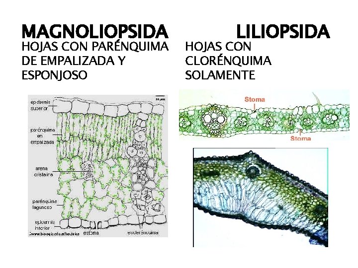 MAGNOLIOPSIDA HOJAS CON PARÉNQUIMA DE EMPALIZADA Y ESPONJOSO LILIOPSIDA HOJAS CON CLORÉNQUIMA SOLAMENTE 