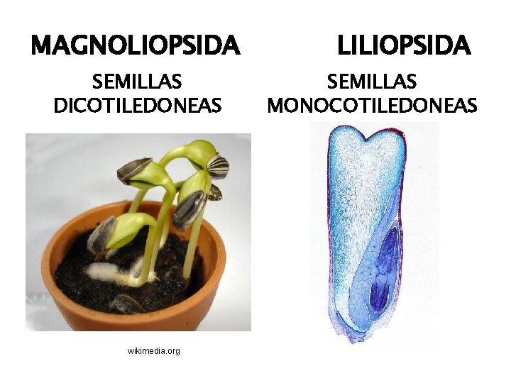 MAGNOLIOPSIDA SEMILLAS DICOTILEDONEAS wikimedia. org LILIOPSIDA SEMILLAS MONOCOTILEDONEAS 