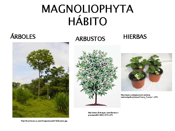 MAGNOLIOPHYTA HÁBITO ÁRBOLES ARBUSTOS HIERBAS http: //www. ecologicament. com/wpcontent/gallery/fresas/Fresa_Freson-1. JPG http: //www. dkimages. com/discover/