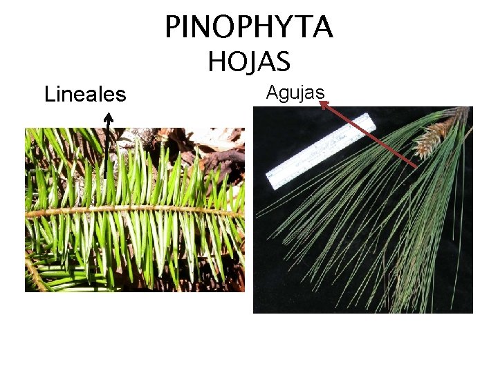 PINOPHYTA Lineales HOJAS Agujas 