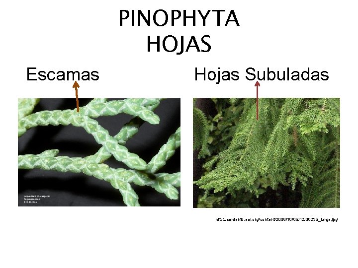 PINOPHYTA HOJAS Escamas Hojas Subuladas http: //content 8. eol. org/content/2008/10/06/12/00235_large. jpg 