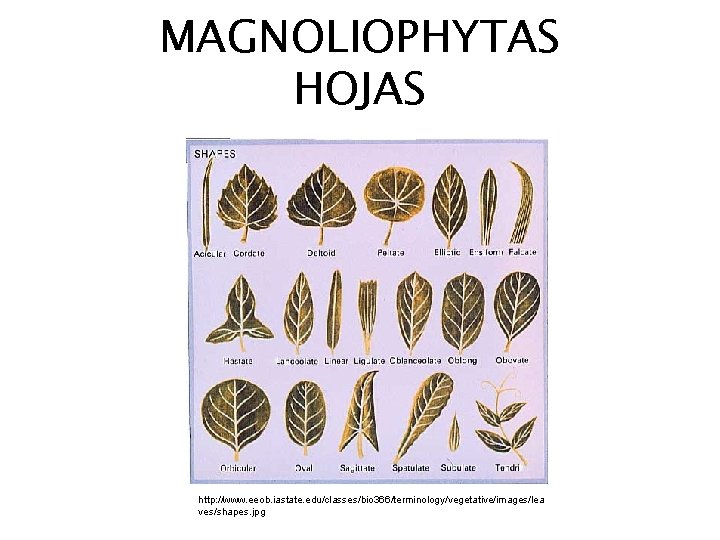 MAGNOLIOPHYTAS HOJAS http: //www. eeob. iastate. edu/classes/bio 366/terminology/vegetative/images/lea ves/shapes. jpg 