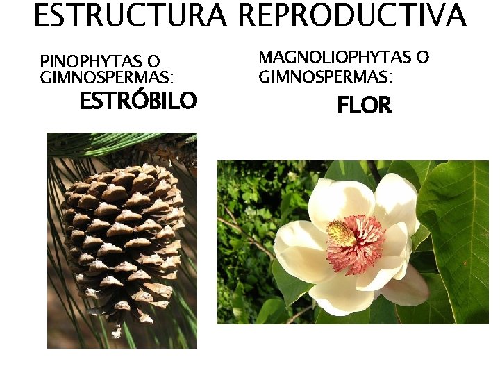 ESTRUCTURA REPRODUCTIVA PINOPHYTAS O GIMNOSPERMAS: ESTRÓBILO MAGNOLIOPHYTAS O GIMNOSPERMAS: FLOR 