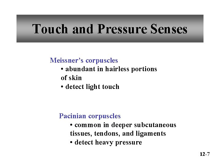 Touch and Pressure Senses Meissner’s corpuscles • abundant in hairless portions of skin •