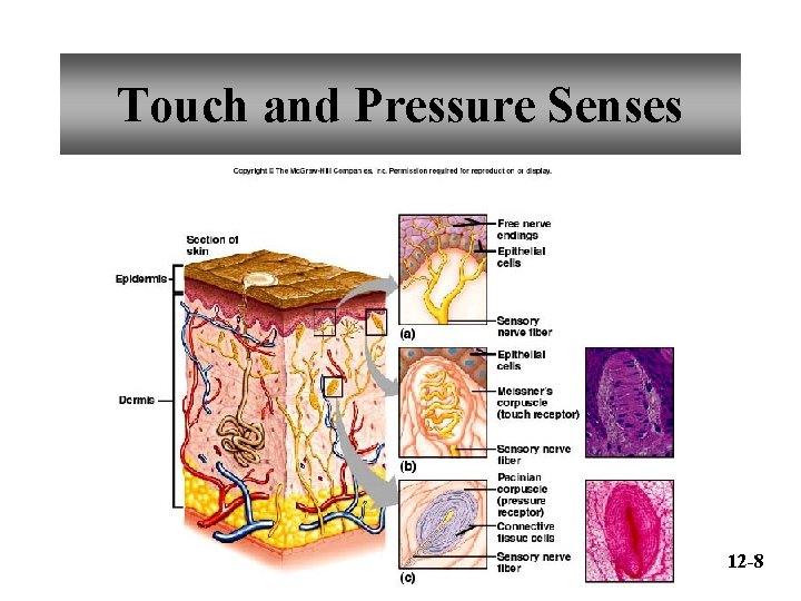 Touch and Pressure Senses 12 -8 
