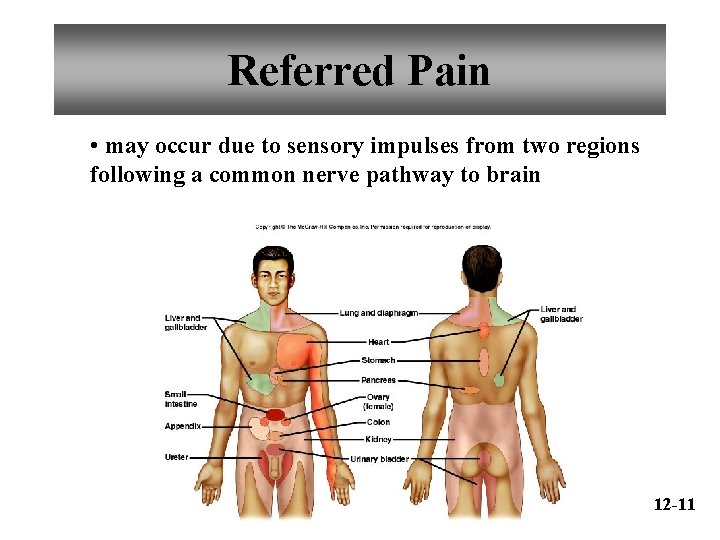 Referred Pain • may occur due to sensory impulses from two regions following a