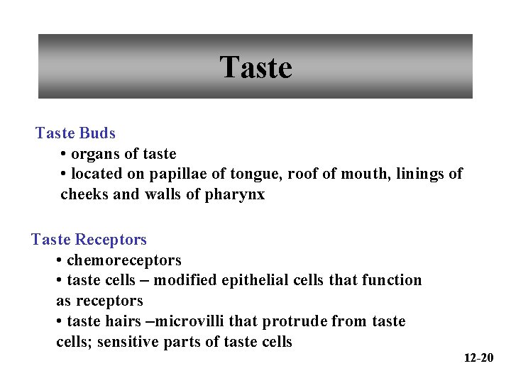 Taste Buds • organs of taste • located on papillae of tongue, roof of