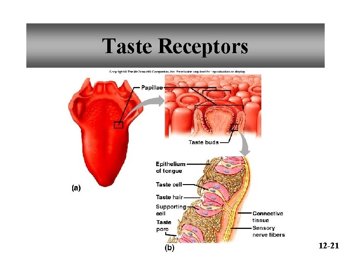 Taste Receptors 12 -21 