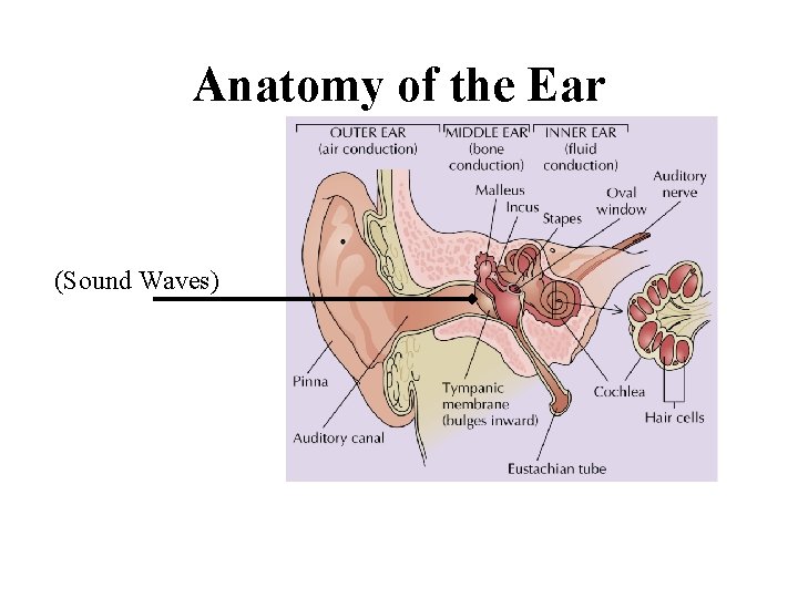 Anatomy of the Ear (Sound Waves) 