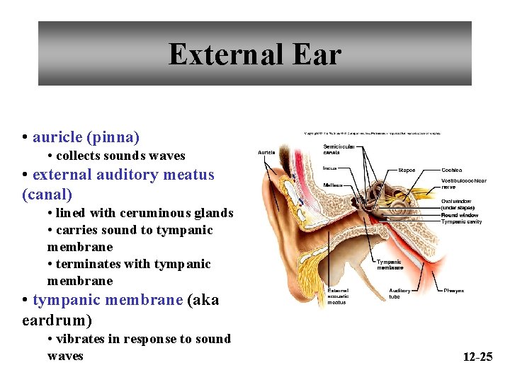 External Ear • auricle (pinna) • collects sounds waves • external auditory meatus (canal)