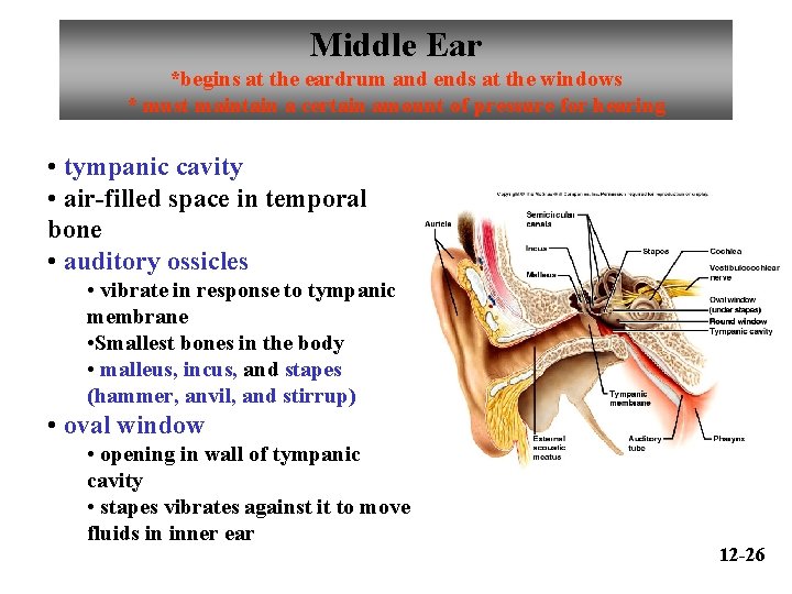 Middle Ear *begins at the eardrum and ends at the windows * must maintain