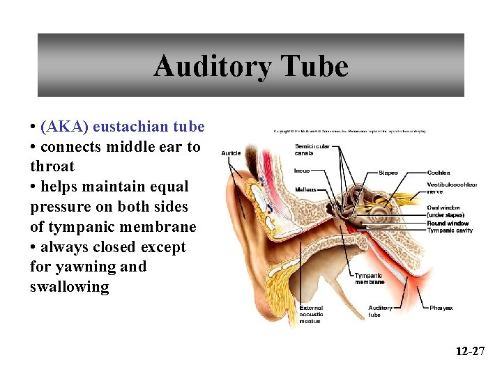 Auditory Tube • (AKA) eustachian tube • connects middle ear to throat • helps