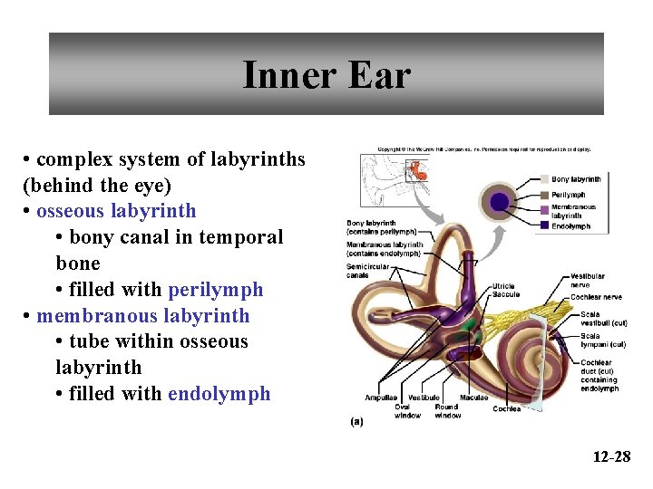 Inner Ear • complex system of labyrinths (behind the eye) • osseous labyrinth •